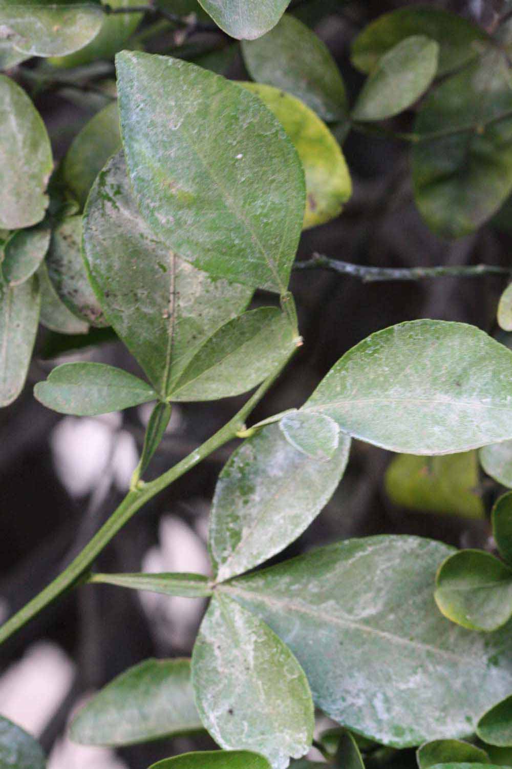              Shade leaves (Riverside, CA)       